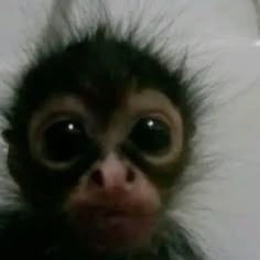 small wide-eyed ape